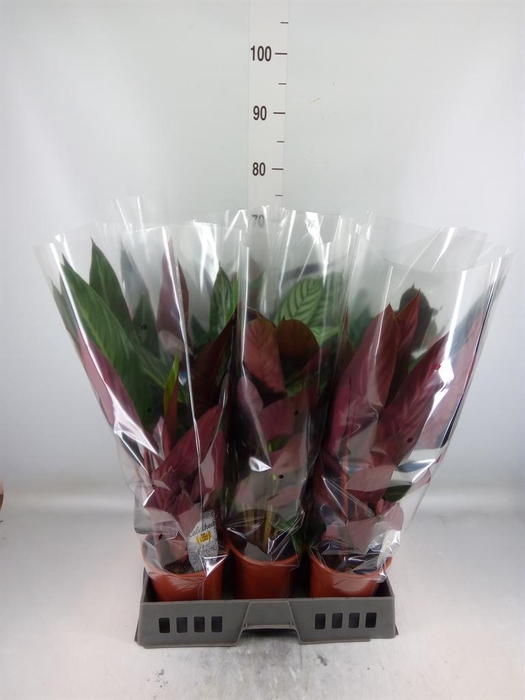 <h4>Calathea ...mix</h4>