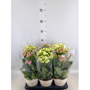 Kalanchoe   ...