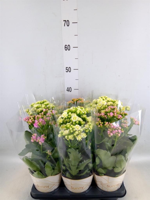 <h4>Kalanchoe   ...</h4>