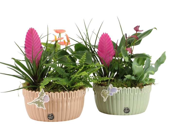 <h4>21928: Contradiction arrangement</h4>