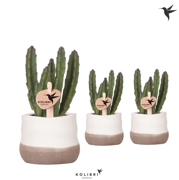 <h4>Kolibri Greens Stapelia Leendertziae in Imperfect Bag pot</h4>