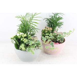 Arr2 Pl - Ker. Lazaro Schaal X3 Flower - Roze/wit