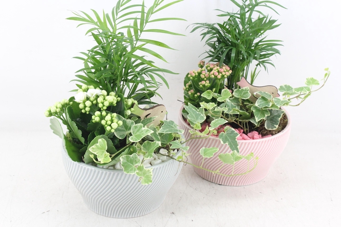 <h4>arr2 PL - Ker. lazaro schaal x3 flower - roze/wit</h4>