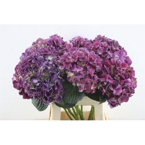 Hydr. M Trophy Purple 60-18