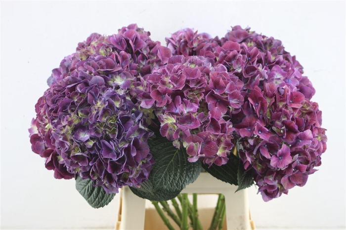 <h4>Hydr. M Trophy Purple 60-18</h4>