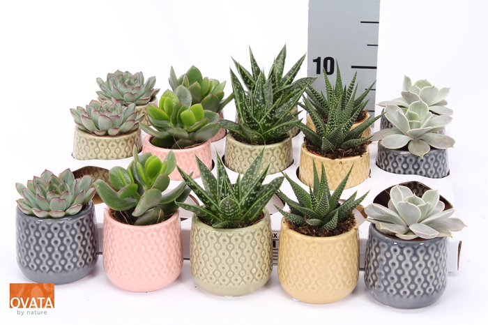 <h4>SUCC GEM 5 SRT</h4>