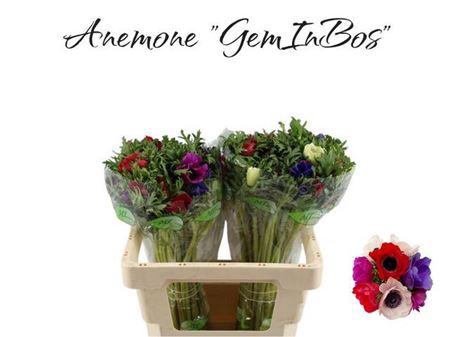<h4>ANEM GEM</h4>