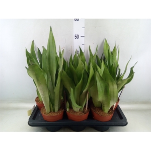 Sansevieria trifa. 'Moonshine'
