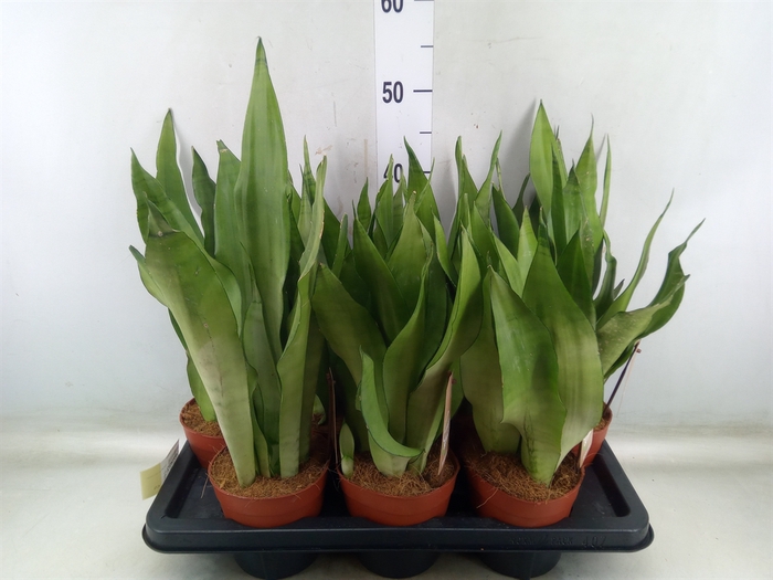 <h4>Sansevieria trifa. 'Moonshine'</h4>