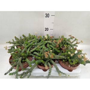 Crassula marnieriana