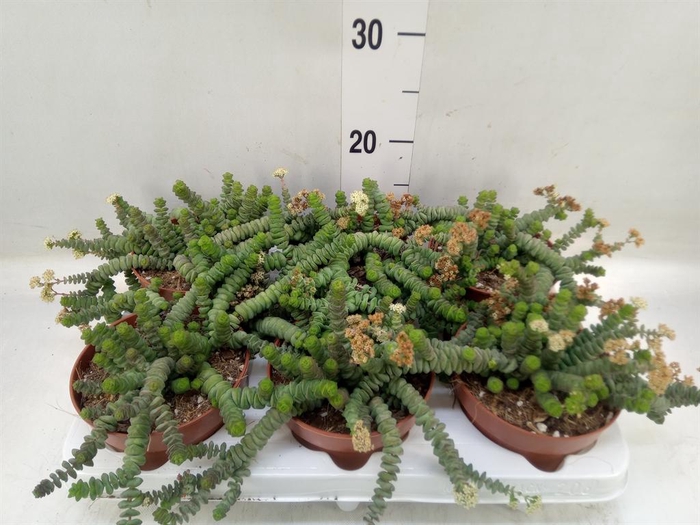 Crassula marnieriana