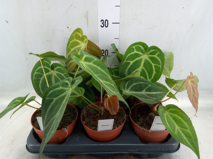 <h4>Anthurium   ...</h4>