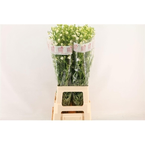 DELPH EN M SIL WHITE