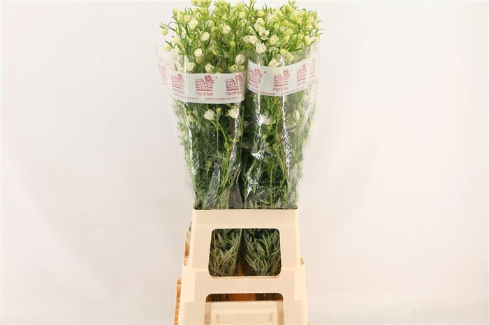 <h4>DELPH EN M SIL WHITE</h4>