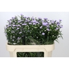 Aster Astee Milka