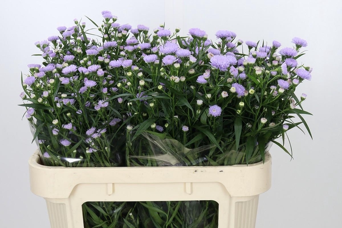 <h4>Aster Astee Milka</h4>