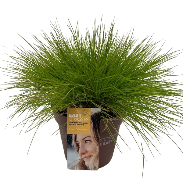 <h4>Festuca glauca Golden Toupee</h4>
