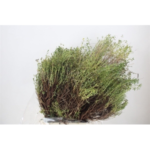 Euph Spinoza Long 500gr P Bunch