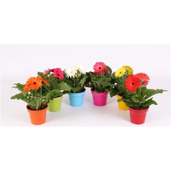 <h4>Gerbera belicht 2+ 12cm in Jivepot plastic diverse kleuren</h4>