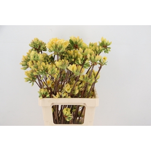 RHODO. YELLOW/WHITE 065CM