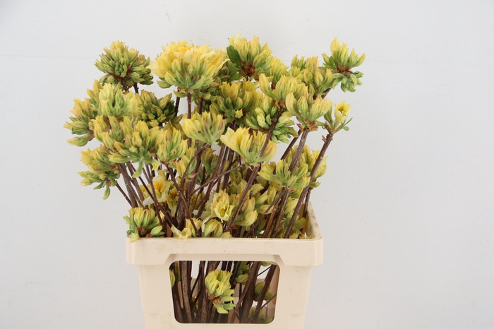 <h4>RHODO. YELLOW/WHITE 065CM</h4>