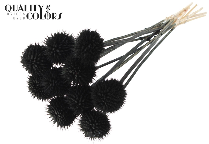 <h4>Droogbloemen   ...bewerkt H%</h4>
