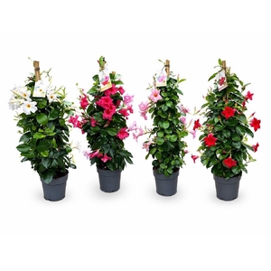 Dipladenia pyramide div.kleuren, 1 kleur per kist