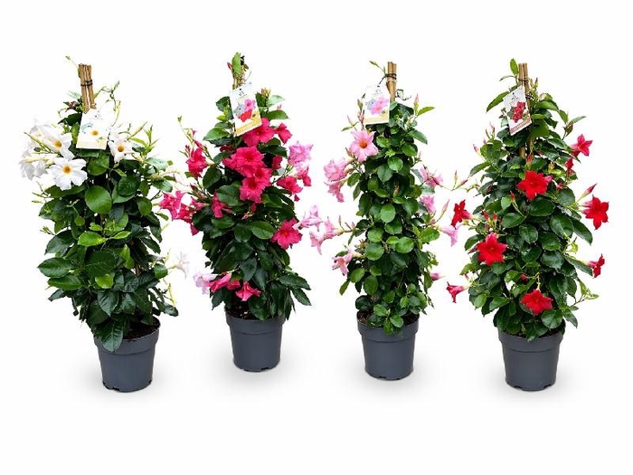 <h4>Dipladenia pyramide div.kleuren, 1 kleur per kist</h4>