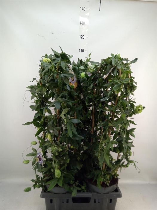 <h4>Passiflora caerul. 'Clear Sky'</h4>