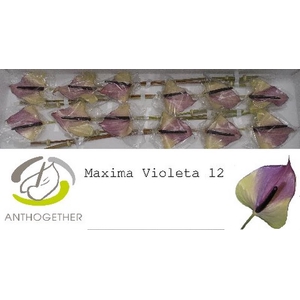 Anth A Max Violeta 13 cm X12 Oosterzon