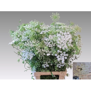 Ammi Majus Spray Extra