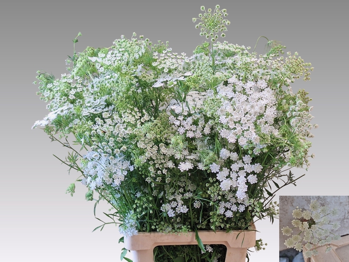 <h4>Ammi Majus Spray Extra</h4>