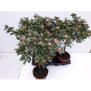 Rhododendron simsii 18Ø 65cm 37Ø