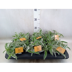Murdannia loriformis 'Alba Aquilon'