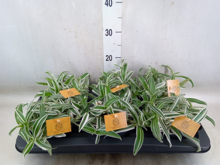 <h4>Murdannia loriformis 'Alba Aquilon'</h4>