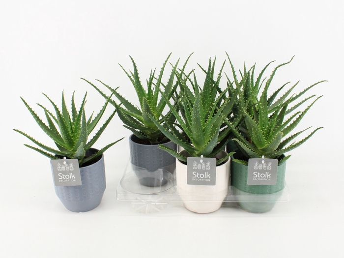 <h4>Aloe Arborescens Keramiek Exspression</h4>