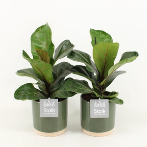 Ficus Lyrata in Julia keramiek
