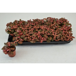 Fittonia Mosaic Tiger