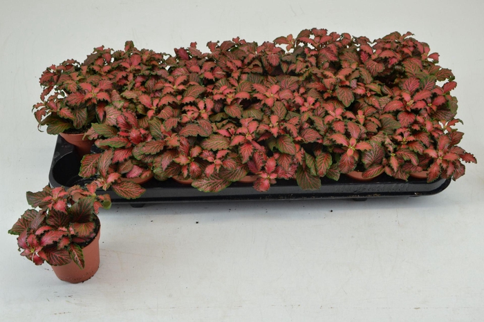 <h4>Fittonia Mosaic Tiger</h4>