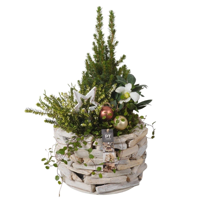 <h4>Arr.   Tuinplanten H%</h4>