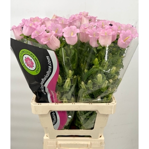 Campanula Medium Champion Pink