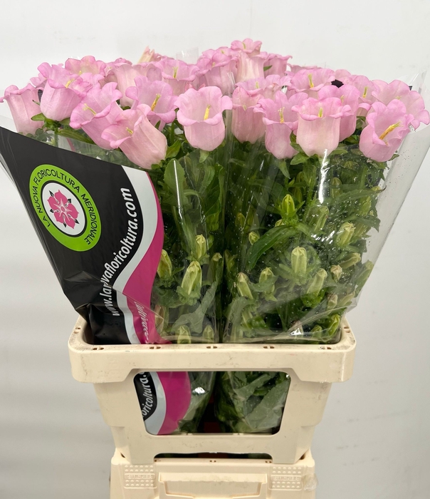 <h4>Campanula Medium Champion Pink</h4>