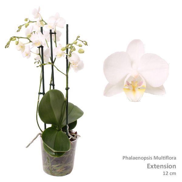 <h4>Phal. Multiflora "Albina 35" 3-tak</h4>