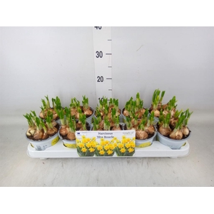 Narcissus DU 'Tete Boucle'