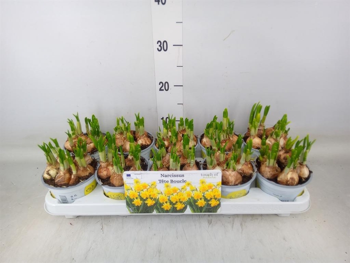 <h4>Narcissus DU 'Tete Boucle'</h4>