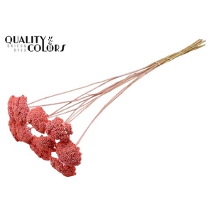 Dried achillea paint cerise