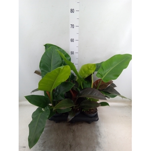 Philodendron  'Imperial Green'