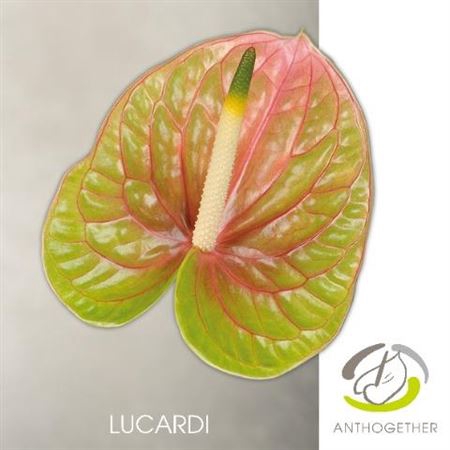 <h4>Anth Xl Lucardi Long Stem</h4>