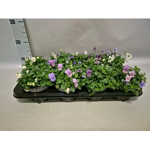 Viola cornuta 13 cm Trio Blue, White, Pink