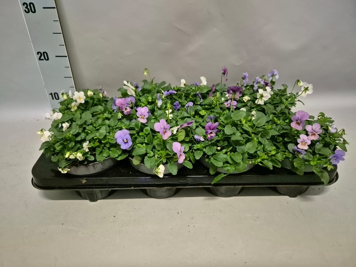 Viola cornuta 13 cm Trio Blue, White, Pink